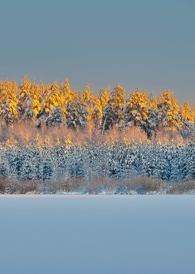 Winter Wonderland In Snow