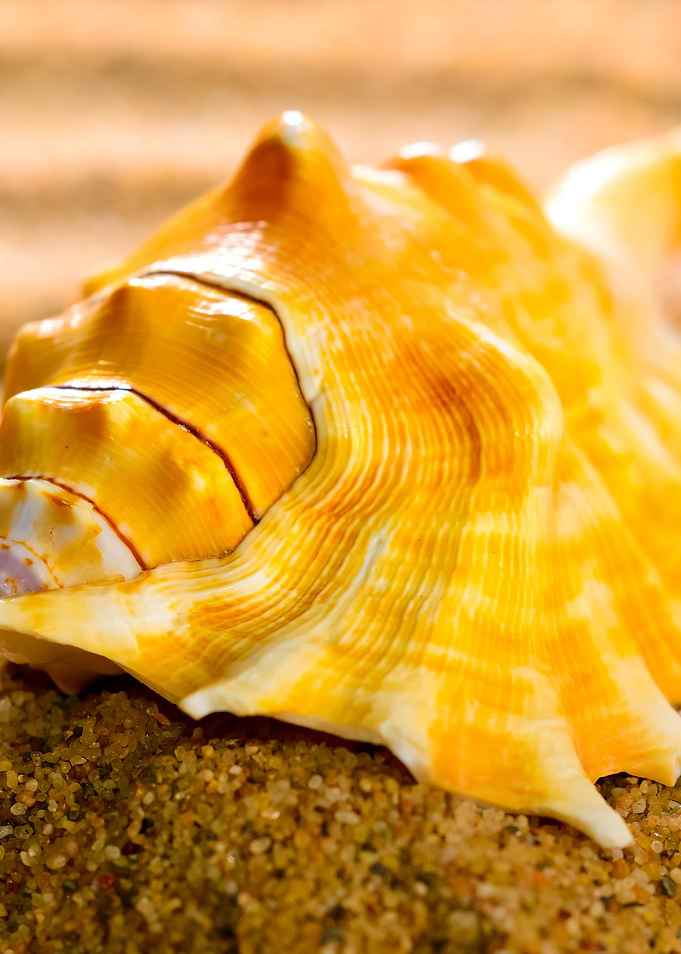 Sea Shell On The Sandy Bea