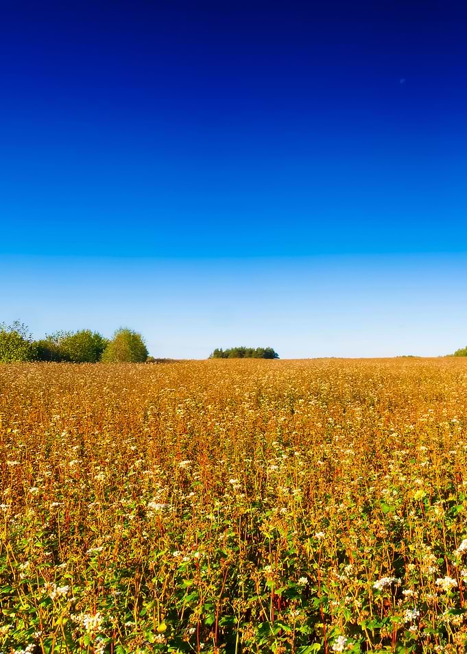 Field Landscape