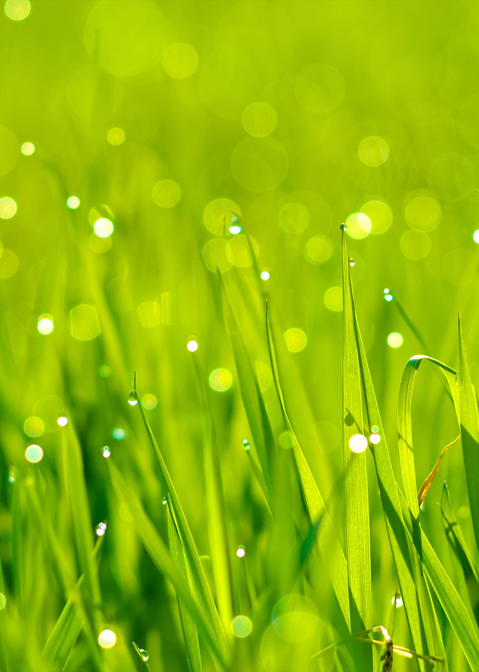 Fresh Green Grass With Wat