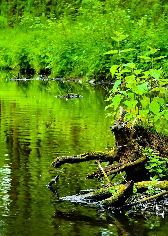 Forest River Scene