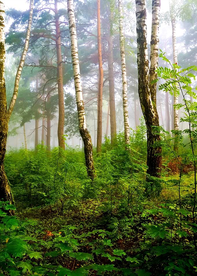A North Forest In Fog Latv