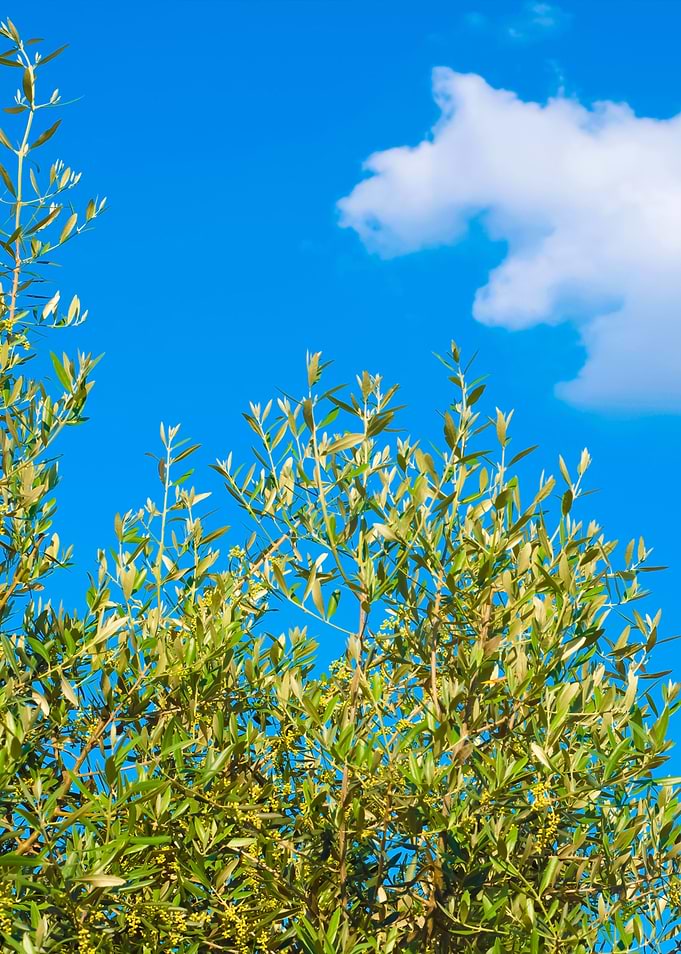 Olive Tree