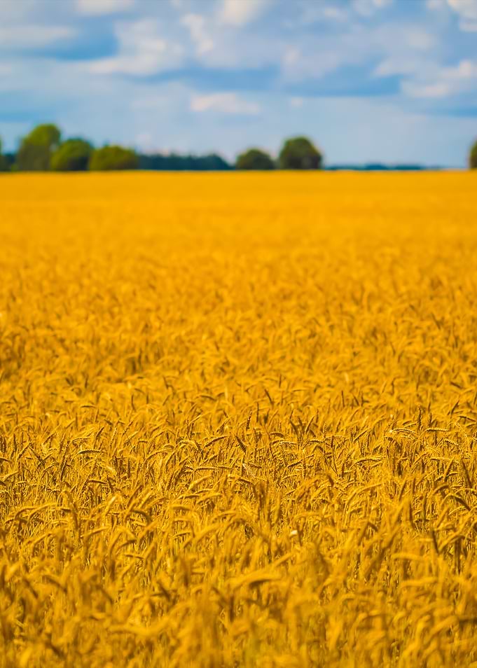 Corn Field Landscape