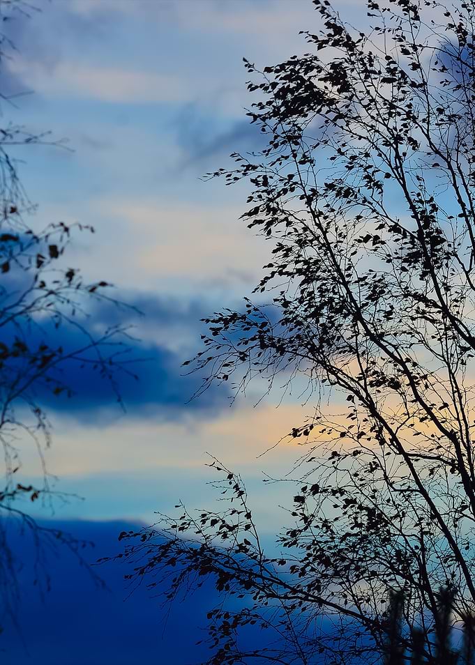 Tree Against Sky