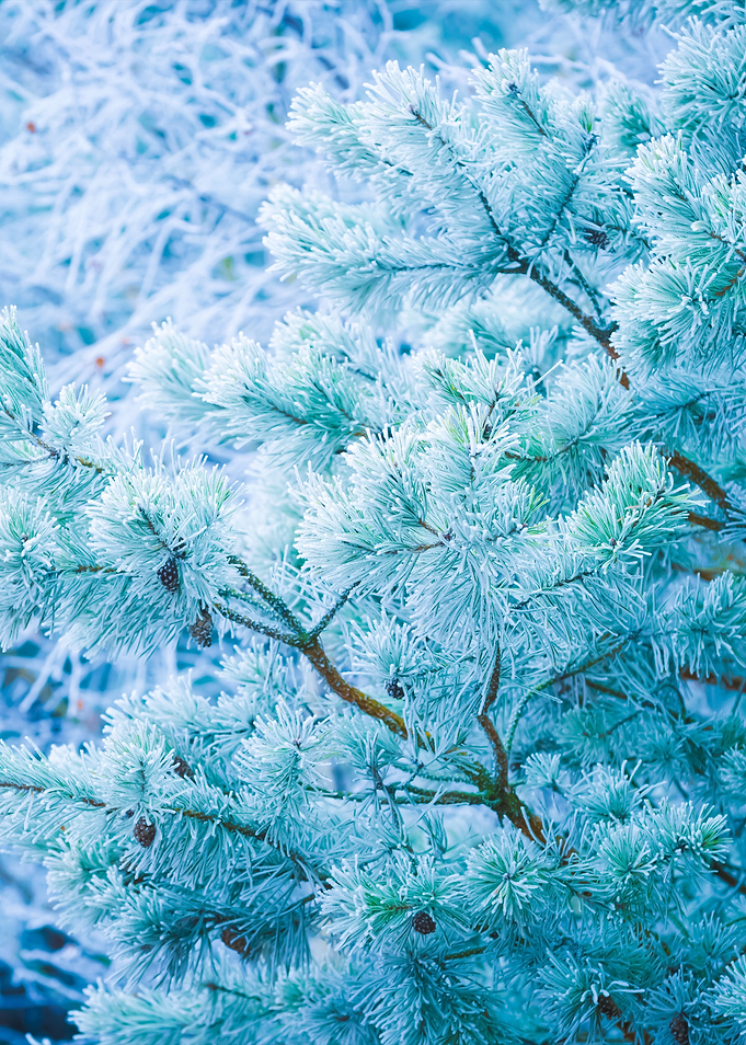 Frosted Tree Branches