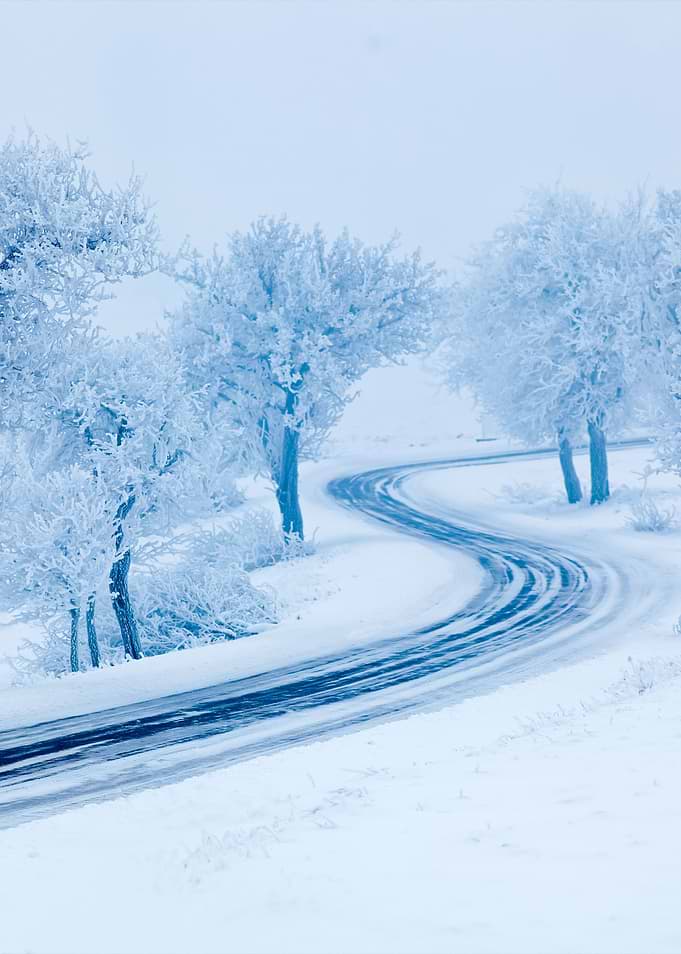Snowy Winter Road Trees Wi