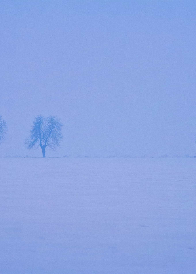 Foggy Winter Field