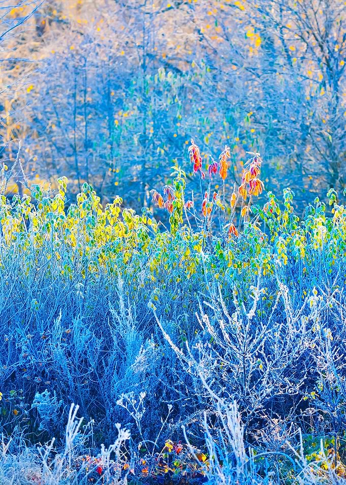 Frozen Winter Landscape Tr
