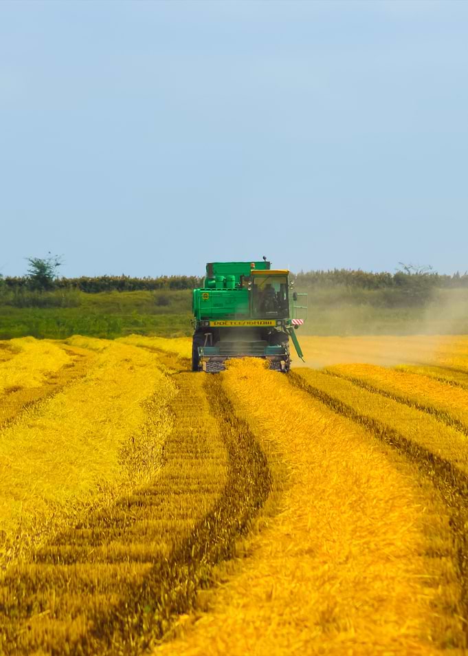 Rice Harvesting By The Com