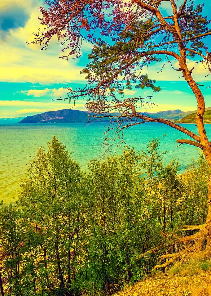 Mountain Lake Shore With T