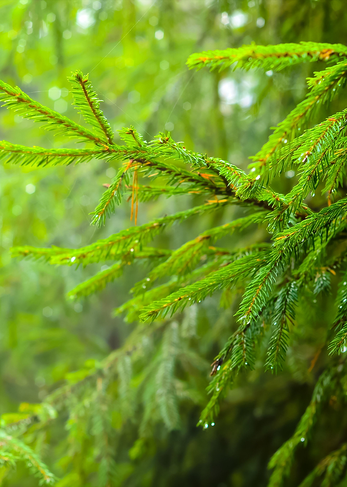Pine Tree CloseUp