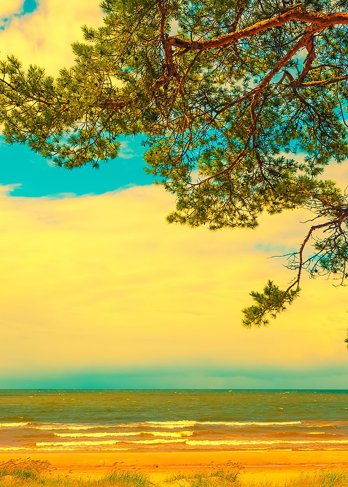 Pine Trees On The Beach