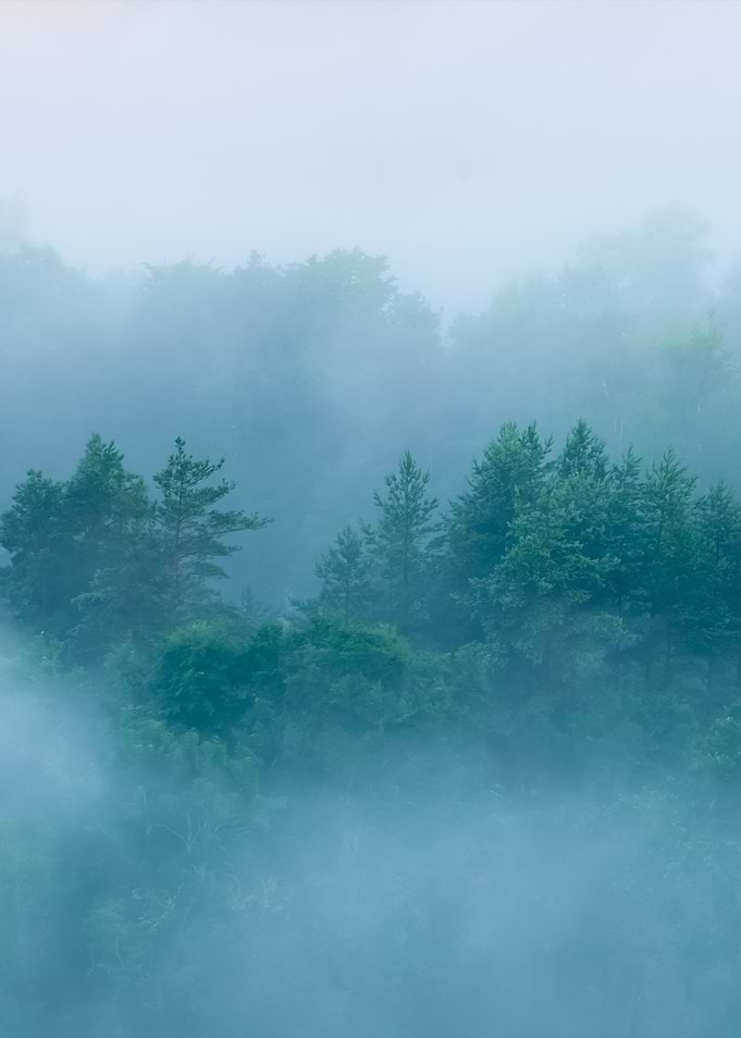 Forest In Sugulda Covered