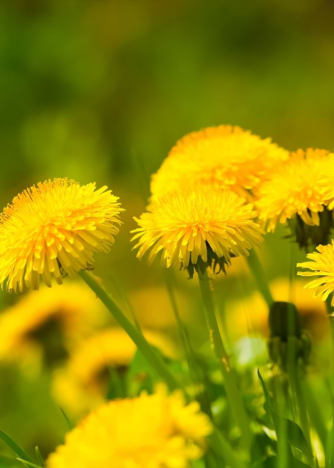 Beautiful Blooming Dandeli
