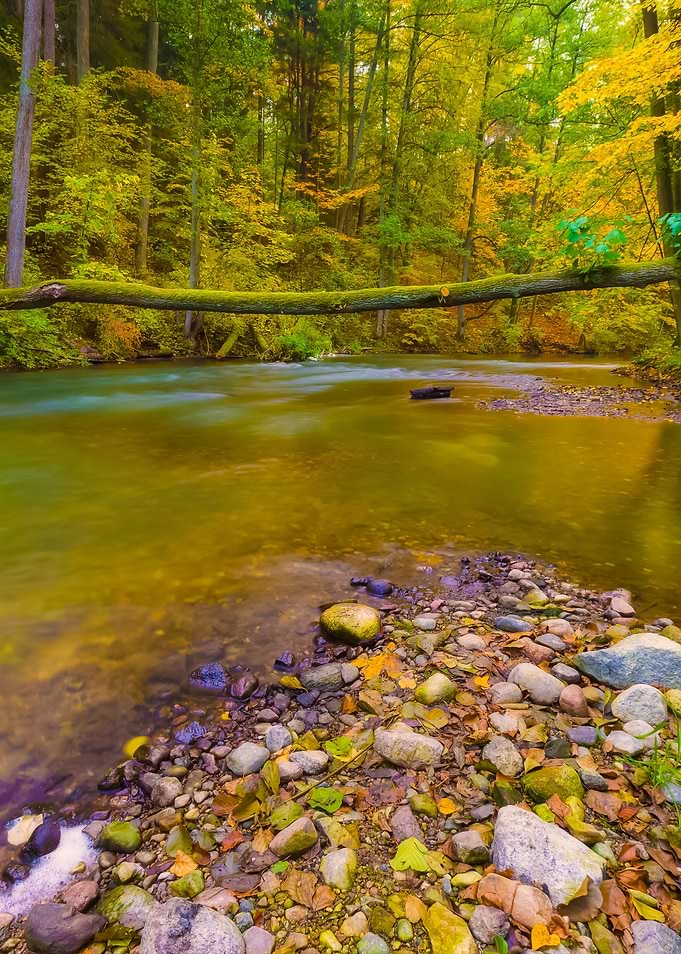 Beautiful River In Forest