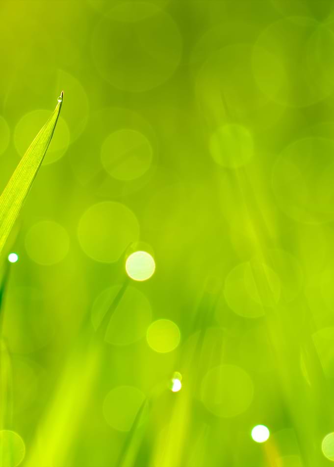 Fresh Green Grass With Wat