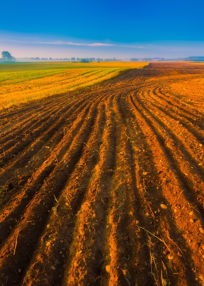 Morning Plowed Field Lands