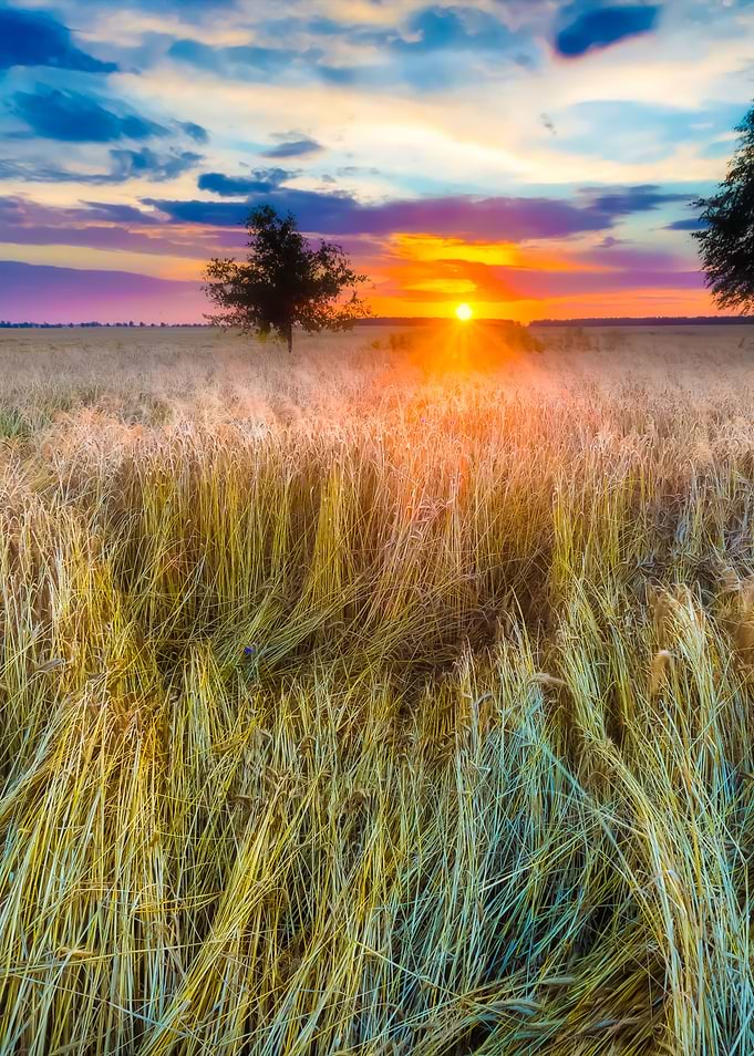 Sunset Over Cereal Field I