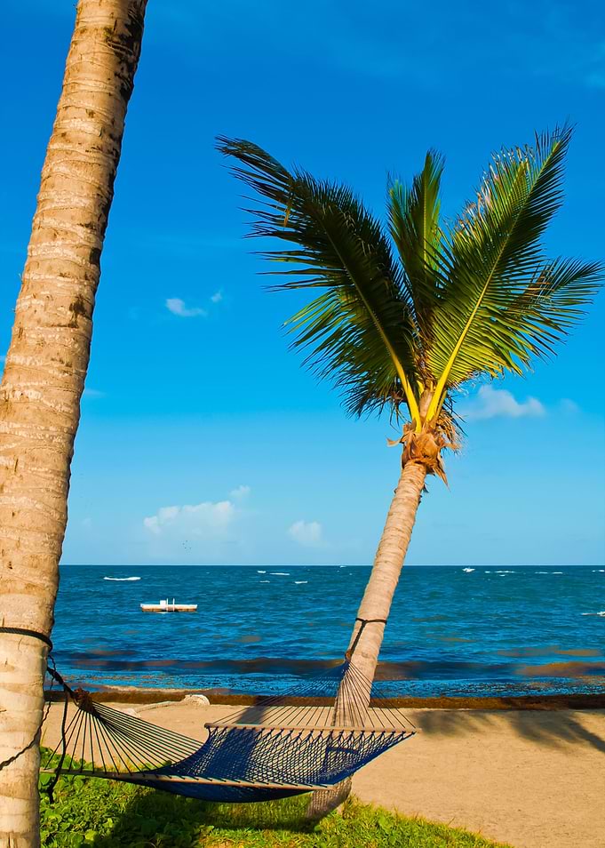 Hammock On Palm Trees