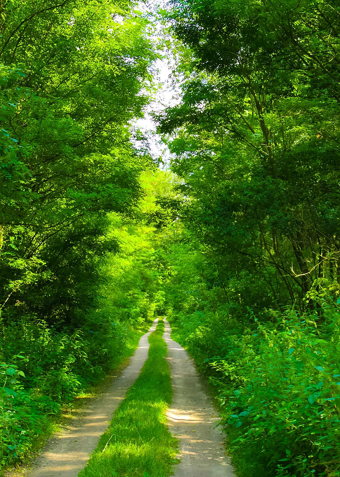 Path In The Green Forest