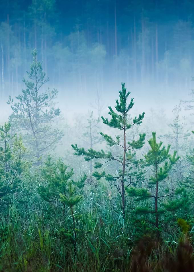 Morning Fog In A Dark And