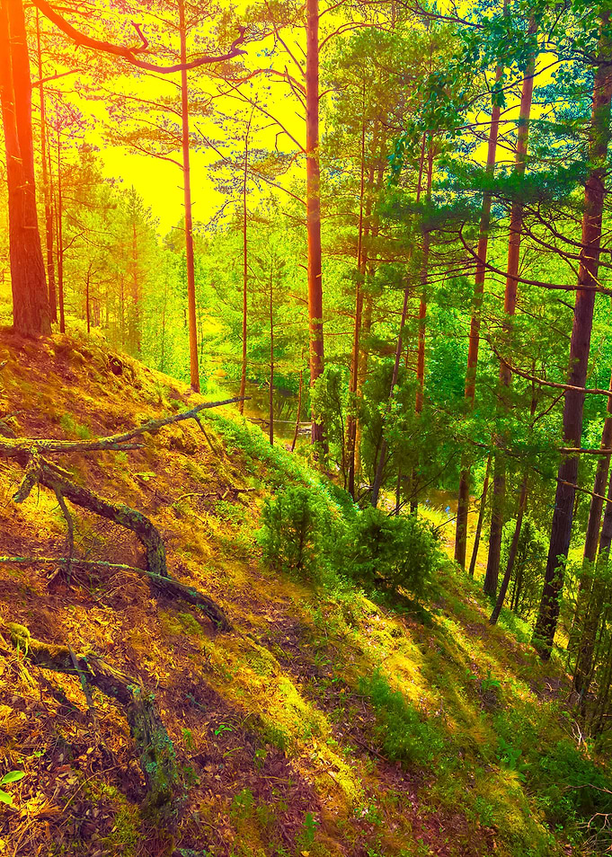 Sunset In Pine Forest