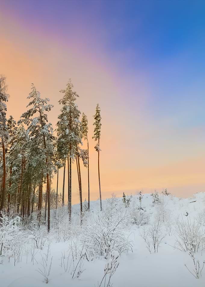 Winter Wonderland In Snow
