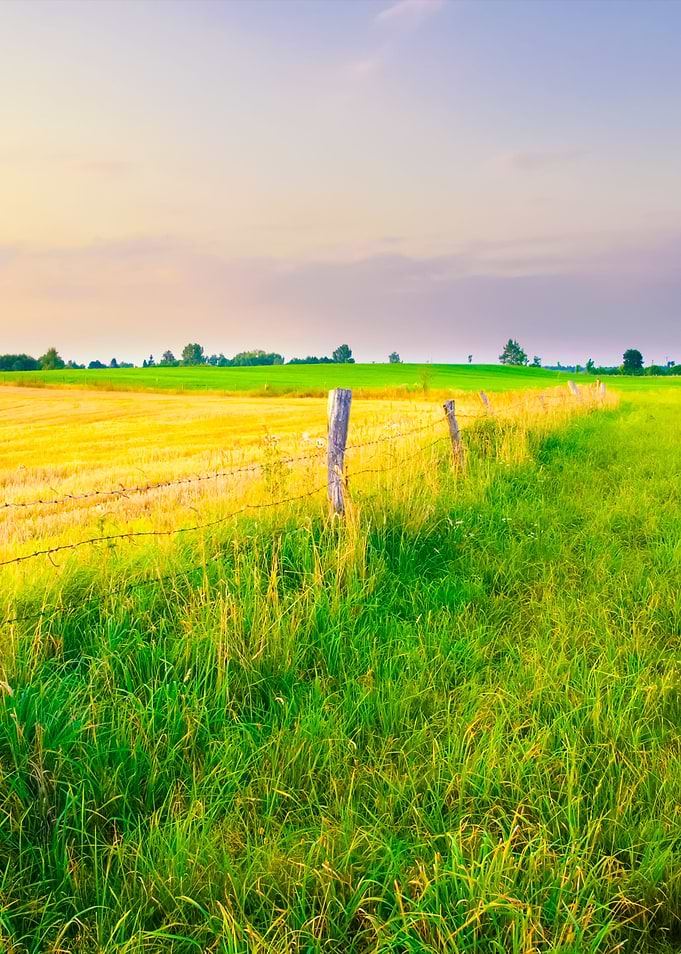 Meadow And Fence
