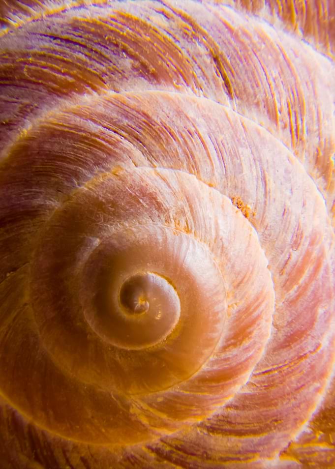 Seashell
