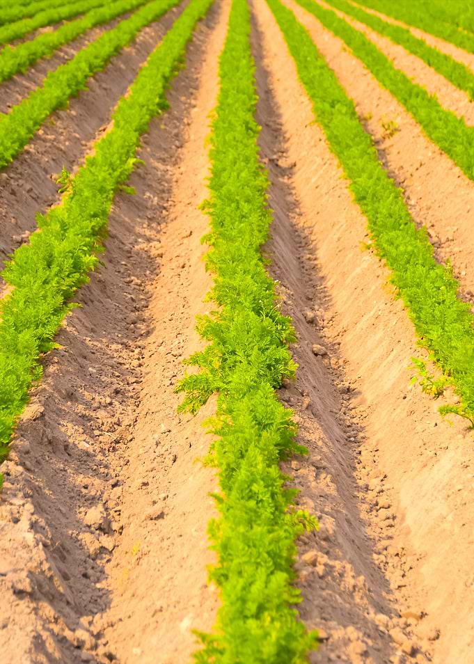 Agricultural Landscape In