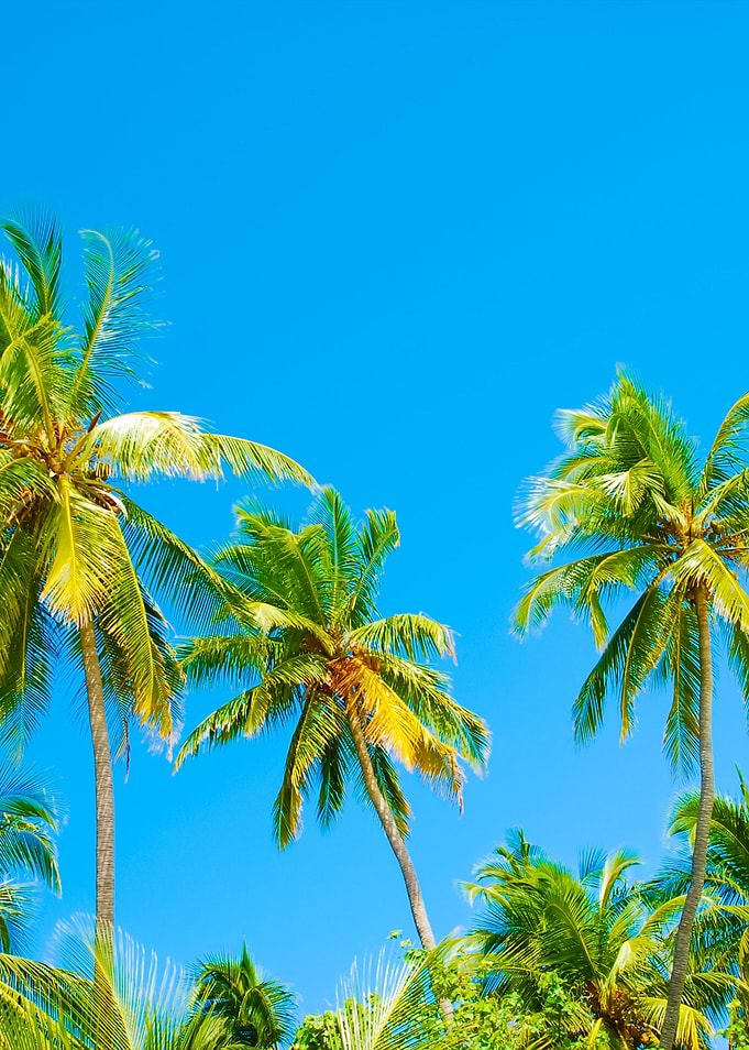 Coconut Palm Trees