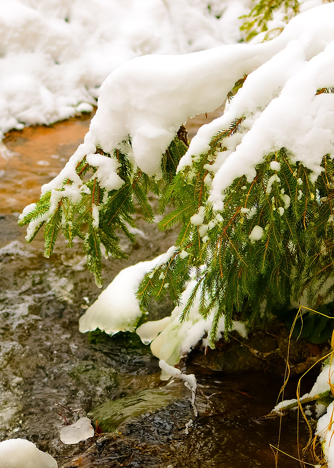 Pine Tree At The Small Riv