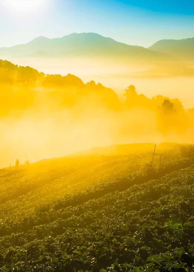 Doi Angkhang Strawberry Fi