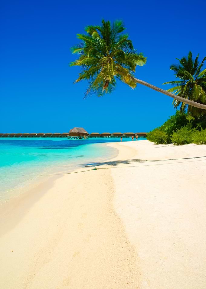 Beach Paradise With Palm T