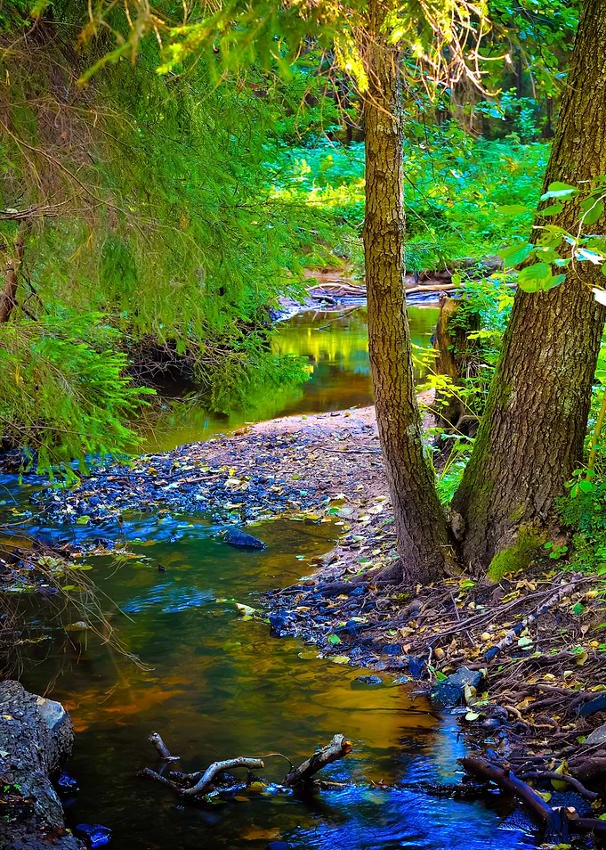 Forest River Scene