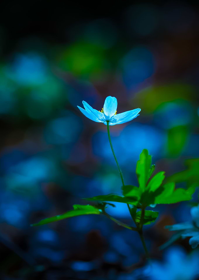 White Springtime Anemone I