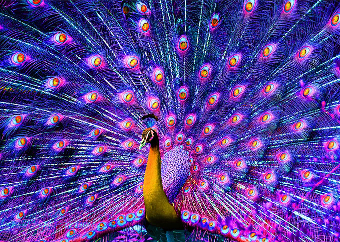 Purple Peacock