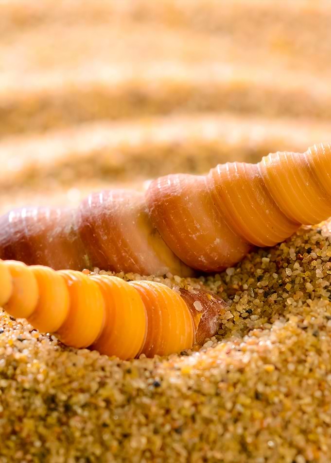 Sea Shells On The Sandy Be