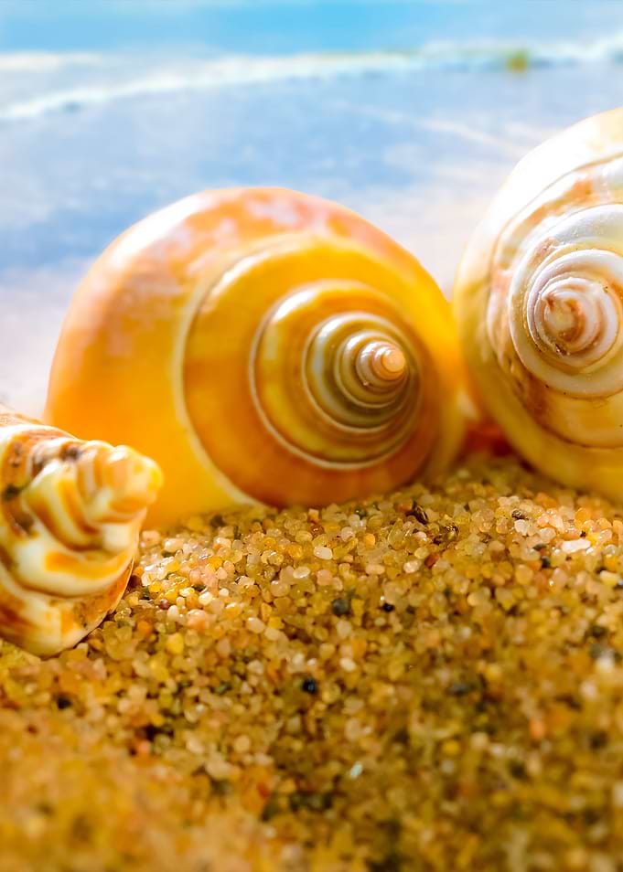 Sea Shells On The Sandy Be