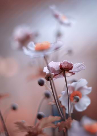 Summer impression