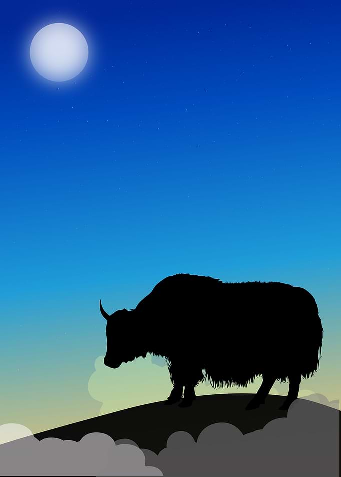 Yak in the morning