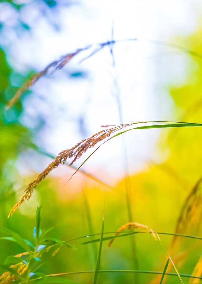 Grass Ears In Sun Light