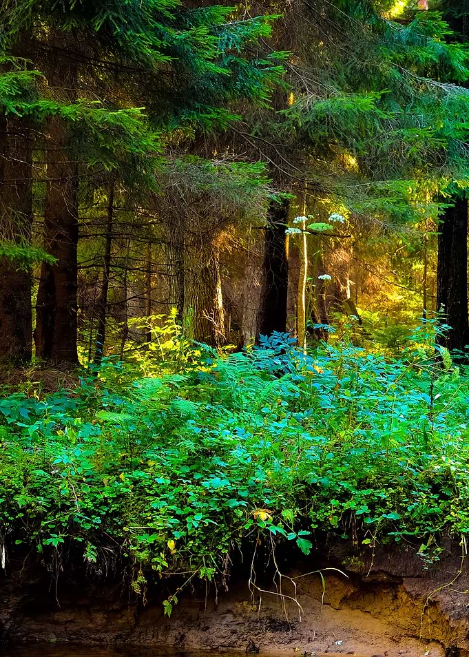Forest Scene