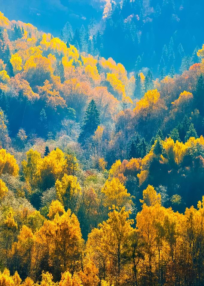 Colorful Forest Hills In F