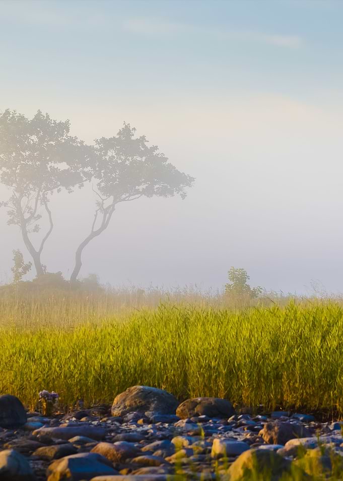 Trees In The Fog