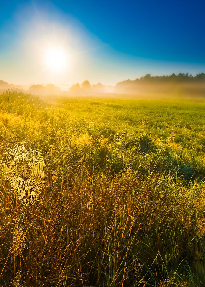 Meadow At Morning