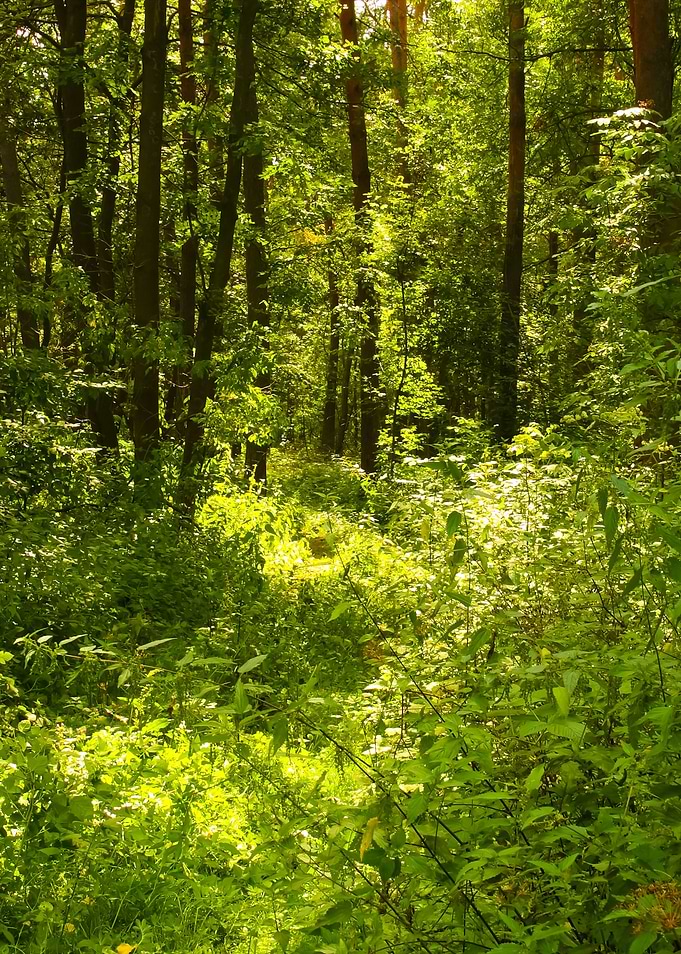 Green Forest