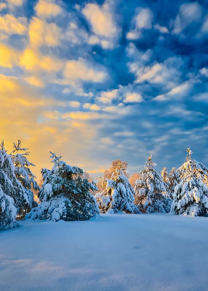 Snow Covered Winter Forest