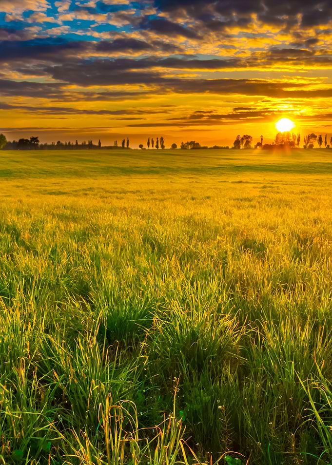 Green Fields